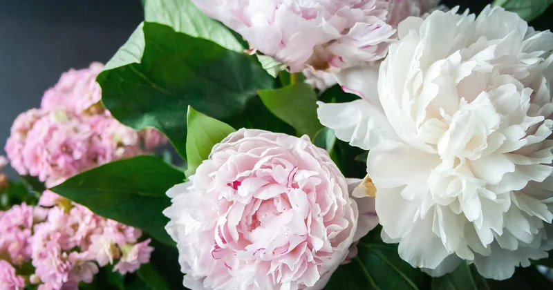 Du jardin au bouquet floral : la coupe au bon moment