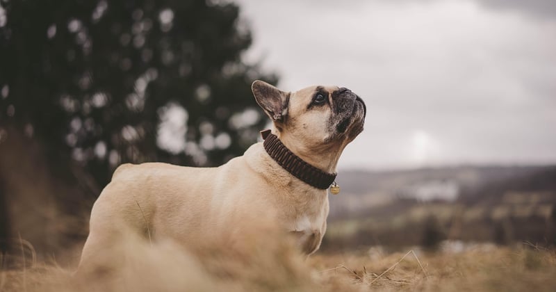 Bouledogue français : les inconvénients à connaître avant d’adopter