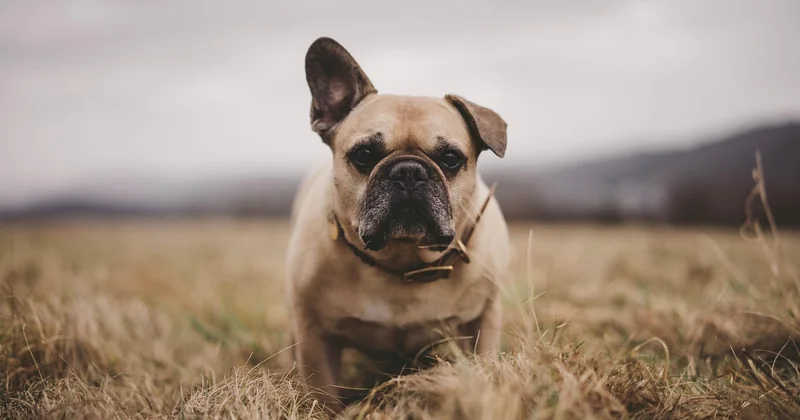 Vivre avec un bouledogue français : le quotidien, entre joies et galères