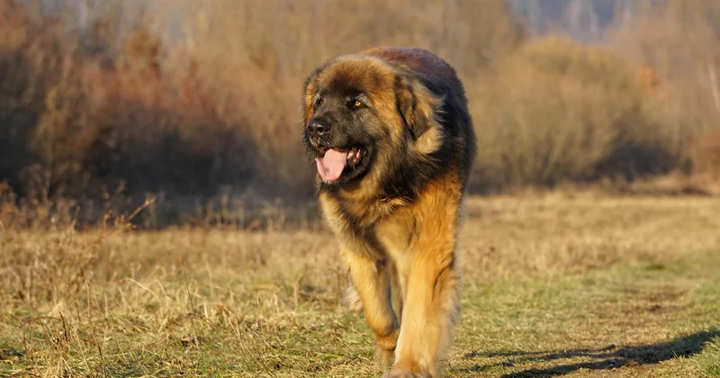 Leonberg, Terre-Neuve ou Saint-Bernard : comment choisir ?
