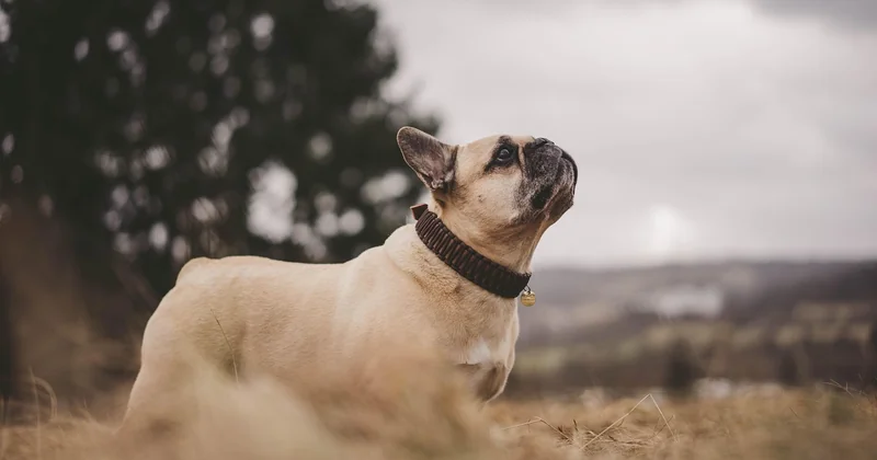 Ce que j'aurais aimé savoir avant d'adopter