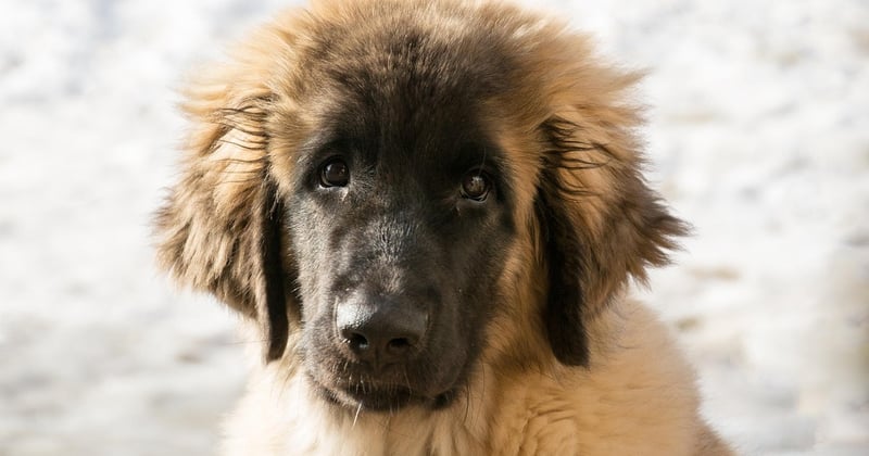 Le léonberg, ce chien géant au cœur tendre, est-il fait pour vous ?