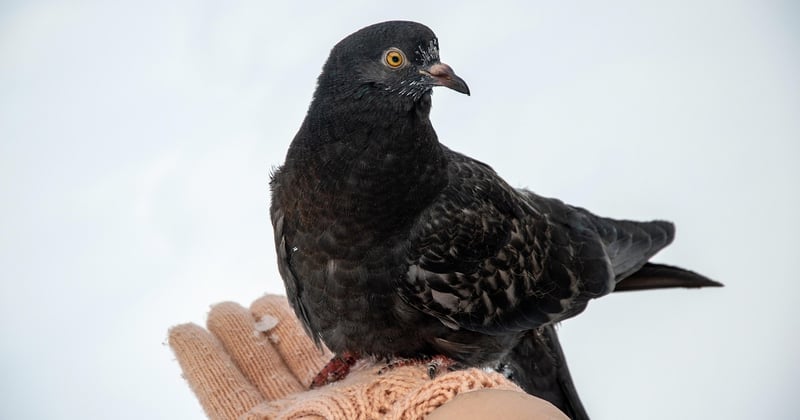 Le pigeon domestique : un compagnon surprenant à découvrir