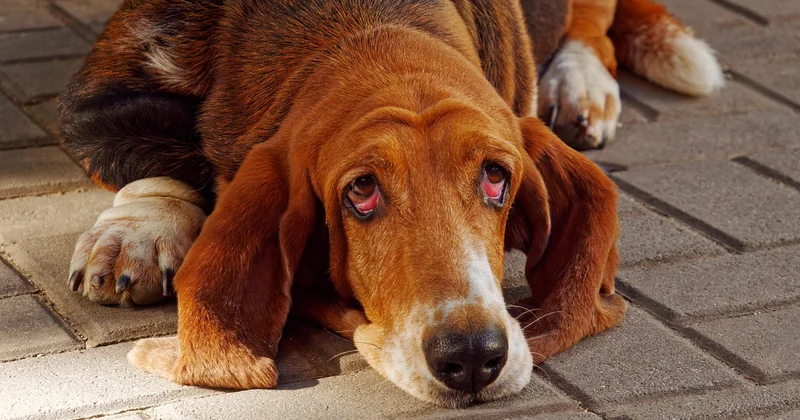 Le caractère réel du basset artésien normand, sans la brochure commerciale
