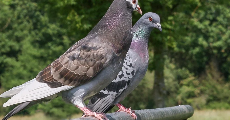 Le pigeon des villes : ni nuisible, ni angelot