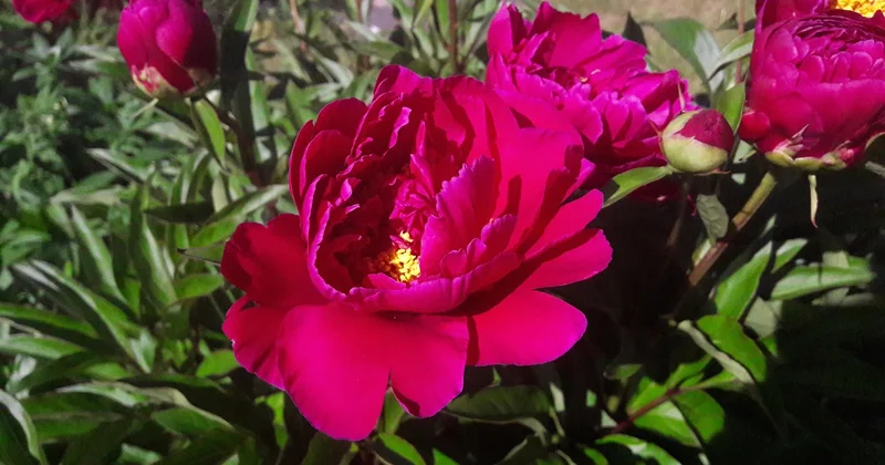 Planter une pivoine sans la tuer : la méthode que j'aurais aimé connaître