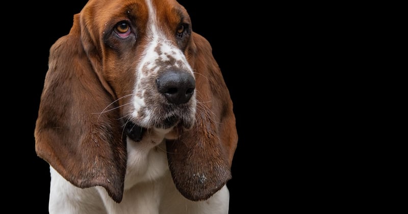 Basset artésien normand : le chien de chasse au nez infaillible