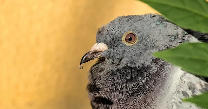 Taille, poids, longévité : les vrais chiffres du pigeon