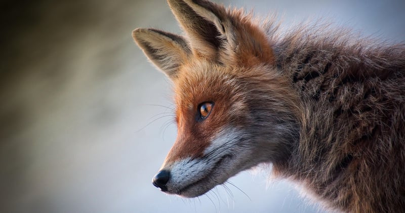 L’art de la photographie animalière : conseils pour des clichés saisissants