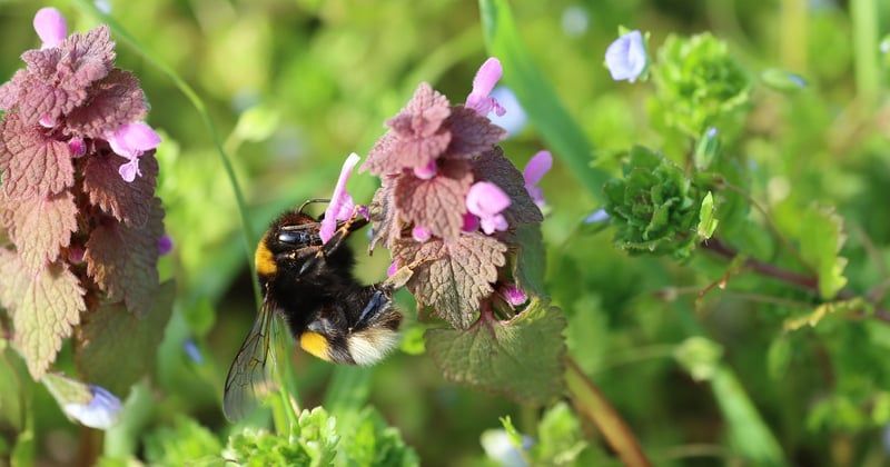 Purin d'ortie : la recette simple et gratuite pour un jardinier bio