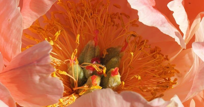 Pivoine : la fleur star du jardin, nos secrets pour la faire fleurir