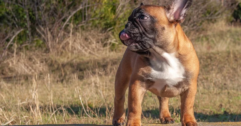 Un bouledogue français peut-il mordre ? Est-il dangereux ?