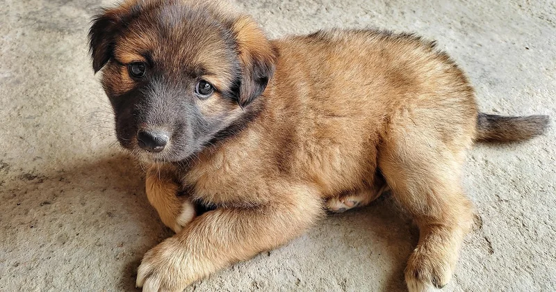 L'alimentation du chiot géant : la règle d'or