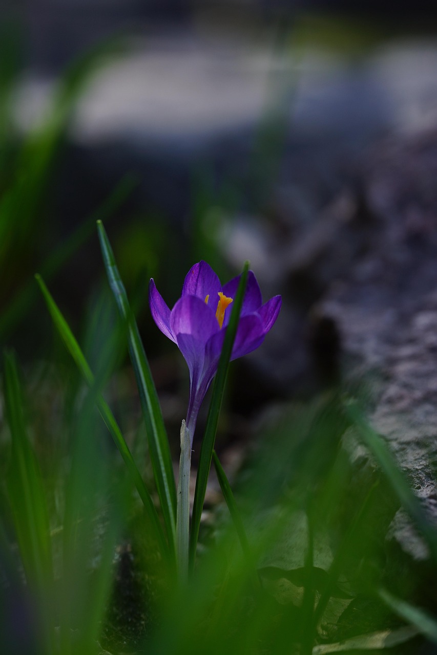 découvrez tout sur le safran : son histoire, ses bienfaits, ses utilisations en cuisine et nos conseils pour bien le choisir. plongez dans l'univers de l'épice la plus précieuse et parfumée au monde !